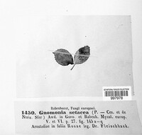 Gnomonia setacea image